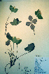  ( - CCDB-18329-H2)  @11 [ ] CreativeCommons - Attribution Non-Commercial Share-Alike (2012) CBG Photography Group Unspecified
