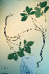  ( - CCDB-18329-G2)  @11 [ ] CreativeCommons - Attribution Non-Commercial Share-Alike (2012) CBG Photography Group Unspecified