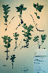  ( - CCDB-18329-D2)  @11 [ ] CreativeCommons - Attribution Non-Commercial Share-Alike (2012) CBG Photography Group Unspecified