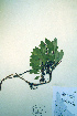  ( - CCDB-18329-E6)  @11 [ ] CreativeCommons - Attribution Non-Commercial Share-Alike (2012) CBG Photography Group Unspecified