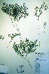  ( - CCDB-18329-E11)  @11 [ ] CreativeCommons - Attribution Non-Commercial Share-Alike (2012) CBG Photography Group Unspecified