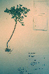  ( - CCDB-18329-C11)  @11 [ ] CreativeCommons - Attribution Non-Commercial Share-Alike (2012) CBG Photography Group Unspecified