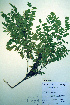  ( - CCDB-18329-A11)  @11 [ ] CreativeCommons - Attribution Non-Commercial Share-Alike (2012) CBG Photography Group Unspecified