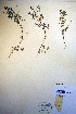  ( - CCDB-18330-G2)  @11 [ ] CreativeCommons - Attribution Non-Commercial Share-Alike (2012) CBG Photography Group Unspecified