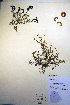  ( - CCDB-18330-B2)  @11 [ ] CreativeCommons - Attribution Non-Commercial Share-Alike (2012) CBG Photography Group Unspecified