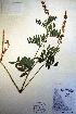  (Astragalus williamsii - CCDB-18330-F3)  @11 [ ] CreativeCommons - Attribution Non-Commercial Share-Alike (2012) CBG Photography Group Unspecified