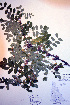  ( - CCDB-18330-B3)  @11 [ ] CreativeCommons - Attribution Non-Commercial Share-Alike (2012) CBG Photography Group Unspecified