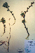  (Caragana arborescens - CCDB-18330-A3)  @11 [ ] CreativeCommons - Attribution Non-Commercial Share-Alike (2012) CBG Photography Group Unspecified