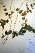  (Lathyrus ochroleucus - CCDB-18330-G5)  @11 [ ] CreativeCommons - Attribution Non-Commercial Share-Alike (2012) CBG Photography Group Unspecified