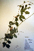  ( - CCDB-18330-F5)  @11 [ ] CreativeCommons - Attribution Non-Commercial Share-Alike (2012) CBG Photography Group Unspecified