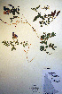  ( - CCDB-18330-E5)  @11 [ ] CreativeCommons - Attribution Non-Commercial Share-Alike (2012) CBG Photography Group Unspecified