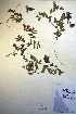  ( - CCDB-18330-D5)  @11 [ ] CreativeCommons - Attribution Non-Commercial Share-Alike (2012) CBG Photography Group Unspecified