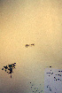  ( - CCDB-18330-H6)  @11 [ ] CreativeCommons - Attribution Non-Commercial Share-Alike (2012) CBG Photography Group Unspecified