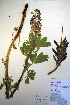  ( - CCDB-18330-A6)  @11 [ ] CreativeCommons - Attribution Non-Commercial Share-Alike (2012) CBG Photography Group Unspecified