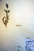  (Oxytropis borealis var. viscida - CCDB-18330-F8)  @11 [ ] CreativeCommons - Attribution Non-Commercial Share-Alike (2012) CBG Photography Group Unspecified