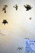  ( - CCDB-18330-G9)  @11 [ ] CreativeCommons - Attribution Non-Commercial Share-Alike (2012) CBG Photography Group Unspecified