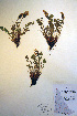  ( - CCDB-18330-F9)  @11 [ ] CreativeCommons - Attribution Non-Commercial Share-Alike (2012) CBG Photography Group Unspecified