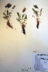  ( - CCDB-18330-E9)  @11 [ ] CreativeCommons - Attribution Non-Commercial Share-Alike (2012) CBG Photography Group Unspecified