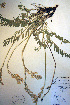  ( - CCDB-18330-C10)  @11 [ ] CreativeCommons - Attribution Non-Commercial Share-Alike (2012) CBG Photography Group Unspecified