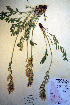  ( - CCDB-18330-B10)  @11 [ ] CreativeCommons - Attribution Non-Commercial Share-Alike (2012) CBG Photography Group Unspecified