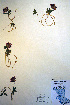  ( - CCDB-18330-F11)  @11 [ ] CreativeCommons - Attribution Non-Commercial Share-Alike (2012) CBG Photography Group Unspecified