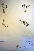  ( - CCDB-18331-F1)  @11 [ ] CreativeCommons - Attribution Non-Commercial Share-Alike (2012) CBG Photography Group Unspecified