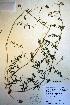  (Vicia hirsuta - CCDB-18331-D1)  @11 [ ] CreativeCommons - Attribution Non-Commercial Share-Alike (2012) CBG Photography Group Unspecified