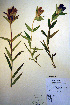  (Gentiana andrewsii - CCDB-18331-A2)  @11 [ ] CreativeCommons - Attribution Non-Commercial Share-Alike (2012) CBG Photography Group Unspecified