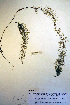  (Myriophyllum - CCDB-18331-F6)  @11 [ ] CreativeCommons - Attribution Non-Commercial Share-Alike (2012) CBG Photography Group Unspecified