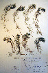  ( - CCDB-18331-D6)  @11 [ ] CreativeCommons - Attribution Non-Commercial Share-Alike (2012) CBG Photography Group Unspecified