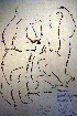  (Hippuris - CCDB-18331-F7)  @11 [ ] CreativeCommons - Attribution Non-Commercial Share-Alike (2012) CBG Photography Group Unspecified