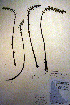  (Hippuris lanceolata - CCDB-18331-E7)  @11 [ ] CreativeCommons - Attribution Non-Commercial Share-Alike (2012) CBG Photography Group Unspecified