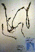  ( - CCDB-18331-D7)  @11 [ ] CreativeCommons - Attribution Non-Commercial Share-Alike (2012) CBG Photography Group Unspecified