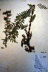  ( - CCDB-18331-C8)  @11 [ ] CreativeCommons - Attribution Non-Commercial Share-Alike (2012) CBG Photography Group Unspecified