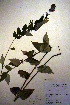  (Agastache foeniculum - CCDB-18331-D9)  @11 [ ] CreativeCommons - Attribution Non-Commercial Share-Alike (2012) CBG Photography Group Unspecified