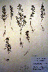  (Trichostema brachiatum - CCDB-18331-A9)  @11 [ ] CreativeCommons - Attribution Non-Commercial Share-Alike (2012) CBG Photography Group Unspecified