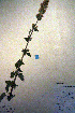  ( - CCDB-18331-F10)  @11 [ ] CreativeCommons - Attribution Non-Commercial Share-Alike (2012) CBG Photography Group Unspecified