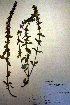  (Dracocephalum thymiflorum - CCDB-18331-H11)  @11 [ ] CreativeCommons - Attribution Non-Commercial Share-Alike (2012) CBG Photography Group Unspecified