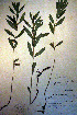  (Lycopus asper - CCDB-18331-D11)  @11 [ ] CreativeCommons - Attribution Non-Commercial Share-Alike (2012) CBG Photography Group Unspecified