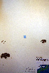  ( - CCDB-18332-H1)  @11 [ ] CreativeCommons - Attribution Non-Commercial Share-Alike (2012) CBG Photography Group Unspecified
