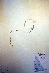  ( - CCDB-18332-B5)  @11 [ ] CreativeCommons - Attribution Non-Commercial Share-Alike (2012) CBG Photography Group Unspecified