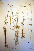  ( - CCDB-18332-F6)  @11 [ ] CreativeCommons - Attribution Non-Commercial Share-Alike (2012) CBG Photography Group Unspecified