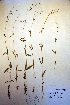  ( - CCDB-18332-E6)  @11 [ ] CreativeCommons - Attribution Non-Commercial Share-Alike (2012) CBG Photography Group Unspecified