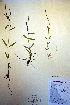  ( - CCDB-18332-A6)  @11 [ ] CreativeCommons - Attribution Non-Commercial Share-Alike (2012) CBG Photography Group Unspecified