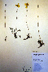  ( - CCDB-18332-A8)  @11 [ ] CreativeCommons - Attribution Non-Commercial Share-Alike (2012) CBG Photography Group Unspecified
