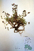 (Polemonium pulcherrimum - CCDB-18333-E1)  @11 [ ] CreativeCommons - Attribution Non-Commercial Share-Alike (2012) CBG Photography Group Unspecified