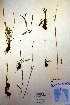  (Bistorta vivipara - CCDB-18333-F2)  @11 [ ] CreativeCommons - Attribution Non-Commercial Share-Alike (2012) CBG Photography Group Unspecified