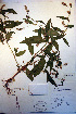  ( - CCDB-18333-G6)  @11 [ ] CreativeCommons - Attribution Non-Commercial Share-Alike (2012) CBG Photography Group Unspecified