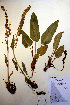  ( - CCDB-18333-E7)  @11 [ ] CreativeCommons - Attribution Non-Commercial Share-Alike (2012) CBG Photography Group Unspecified