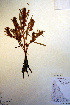  ( - CCDB-18333-F8)  @11 [ ] CreativeCommons - Attribution Non-Commercial Share-Alike (2012) CBG Photography Group Unspecified